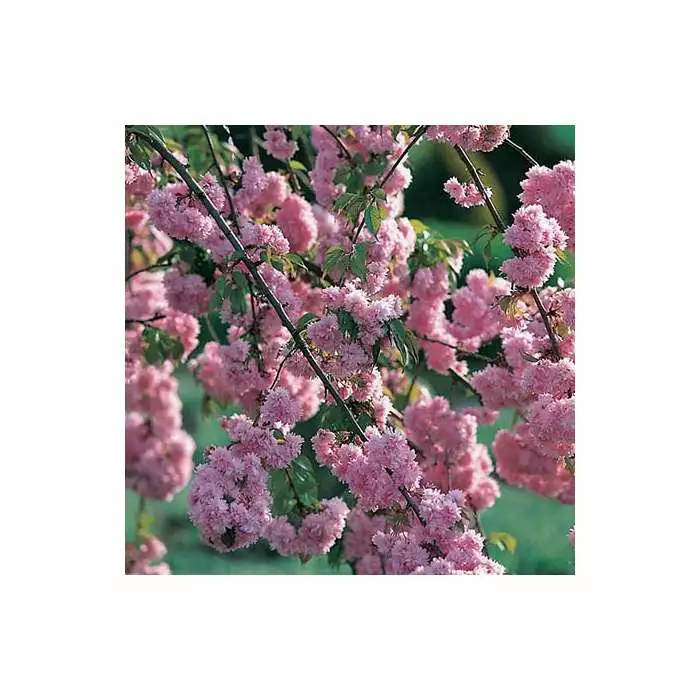 Prunus 'Kiku-shidare-zakura' | Weeping Cherry Blossom Tree | Bare Root | 120-150cm 5 Prunus 'Kiku-shidare-zakura' | Weeping Cherry Blossom Tree | Bare Root | 120-150cm - Image 3