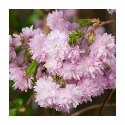 Prunus 'Kiku-shidare-zakura' | Weeping Cherry Blossom Tree | Bare Root | 120-150cm 15 Prunus 'Kiku-shidare-zakura' | Weeping Cherry Blossom Tree | Bare Root | 120-150cm -All Plants Sales Store TR0173BR add image 5 572d