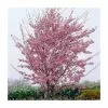 Prunus 'Okame' | Cherry Blossom Tree | 9L Pot | 120-150cm -All Plants Sales Store TR01749L main image a3e0