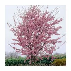 Prunus 'Okame' | Cherry Blossom Tree | 9L Pot | 120-150cm
