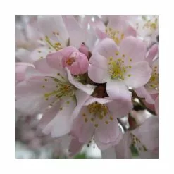 Prunus 'Pandora' | Cherry Blossom Tree | Bare Root | 120-150cm -All Plants Sales Store TR0175BR add image 1 ee16