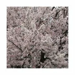 Prunus 'Pandora' | Cherry Blossom Tree | Bare Root | 120-150cm -All Plants Sales Store TR0175BR add image 2 cdf4