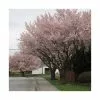 Prunus 'Pandora' | Cherry Blossom Tree | Bare Root | 120-150cm -All Plants Sales Store TR0175BR main image 4787