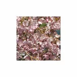 Prunus Pendula 'Pendula Rubra' | Weeping Cherry Blossom Tree | 9L Pot | 120-150cm 9 Prunus Pendula 'Pendula Rubra' | Weeping Cherry Blossom Tree | 9L Pot | 120-150cm -All Plants Sales Store TR0176 add image 1 00e0