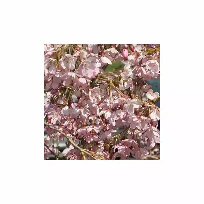 Prunus Pendula 'Pendula Rubra' | Weeping Cherry Blossom Tree | 9L Pot | 120-150cm 5 Prunus Pendula 'Pendula Rubra' | Weeping Cherry Blossom Tree | 9L Pot | 120-150cm - Image 3
