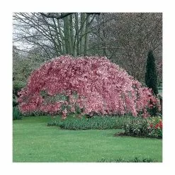 Prunus Pendula 'Pendula Rubra' | Weeping Cherry Blossom Tree | 9L Pot | 120-150cm 10 Prunus Pendula 'Pendula Rubra' | Weeping Cherry Blossom Tree | 9L Pot | 120-150cm -All Plants Sales Store TR0176 add image 2 53c6