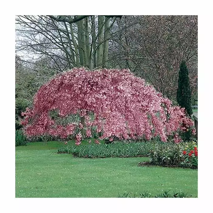 Prunus Pendula 'Pendula Rubra' | Weeping Cherry Blossom Tree | 9L Pot | 120-150cm 6 Prunus Pendula 'Pendula Rubra' | Weeping Cherry Blossom Tree | 9L Pot | 120-150cm - Image 4