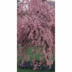 Prunus Pendula 'Pendula Rubra' | Weeping Cherry Blossom Tree | 9L Pot | 120-150cm 11 Prunus Pendula 'Pendula Rubra' | Weeping Cherry Blossom Tree | 9L Pot | 120-150cm -All Plants Sales Store TR0176 add image 3 a104
