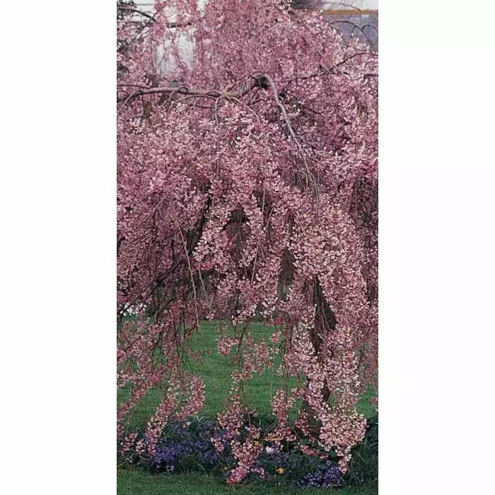 Prunus Pendula 'Pendula Rubra' | Weeping Cherry Blossom Tree | 9L Pot | 120-150cm 7 Prunus Pendula 'Pendula Rubra' | Weeping Cherry Blossom Tree | 9L Pot | 120-150cm - Image 5