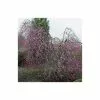 Prunus Pendula 'Pendula Rubra' | Weeping Cherry Blossom Tree | 9L Pot | 120-150cm -All Plants Sales Store TR0176 main image 95fa