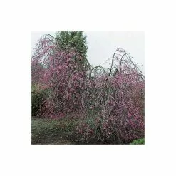 Prunus Pendula 'Pendula Rubra' | Weeping Cherry Blossom Tree | 9L Pot | 120-150cm