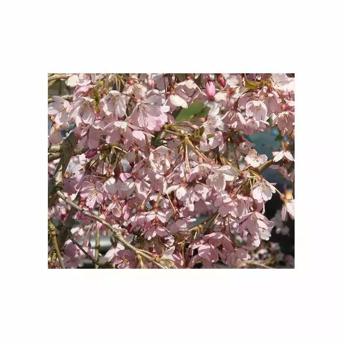 Prunus Pendula 'Pendula Rubra' | Weeping Cherry Blossom Tree | 9L Pot | 120-150cm 4 Prunus Pendula 'Pendula Rubra' | Weeping Cherry Blossom Tree | 9L Pot | 120-150cm - Image 2