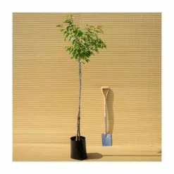 Prunus 'Pink Perfection' | Cherry Blossom Tree | 9L Pot | 120-150cm -All Plants Sales Store TR01779L add image 3 2005