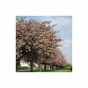 Prunus 'Pink Perfection' | Cherry Blossom Tree | 9L Pot | 120-150cm -All Plants Sales Store TR01779L main image 7bf0