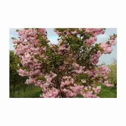 Prunus 'Pink Perfection' | Cherry Blossom Tree | Bare Root | 120-150cm -All Plants Sales Store TR0177BR add image 1 523a