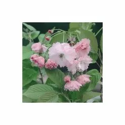 Prunus 'Pink Perfection' | Cherry Blossom Tree | Bare Root | 120-150cm -All Plants Sales Store TR0177BR add image 2 bcb9