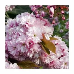 Prunus 'Pink Perfection' | Cherry Blossom Tree | Bare Root | 120-150cm -All Plants Sales Store TR0177BR rollover image 7ca1