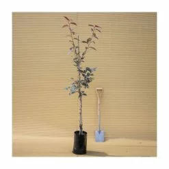 Prunus Serrulata 'Royal Burgundy' | Cherry Blossom Tree | 9L Pot | 120-150cm -All Plants Sales Store TR01789L add image 1 c931