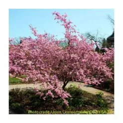 Prunus Sargentii | Cherry Blossom Tree | 9L Pot | 120-150cm 9 Prunus Sargentii | Cherry Blossom Tree | 9L Pot | 120-150cm -All Plants Sales Store TR01799L add image 1 3c85