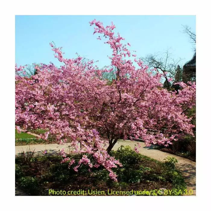 Prunus Sargentii | Cherry Blossom Tree | 9L Pot | 120-150cm 5 Prunus Sargentii | Cherry Blossom Tree | 9L Pot | 120-150cm - Image 3