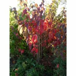 Prunus Sargentii | Cherry Blossom Tree | 9L Pot | 120-150cm 11 Prunus Sargentii | Cherry Blossom Tree | 9L Pot | 120-150cm -All Plants Sales Store TR01799L add image 3 bec6