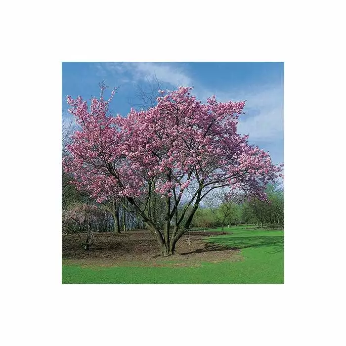 Prunus Sargentii | Cherry Blossom Tree | 9L Pot | 120-150cm 3 Prunus Sargentii | Cherry Blossom Tree | 9L Pot | 120-150cm