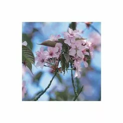 Prunus Sargentii | Cherry Blossom Tree | 9L Pot | 120-150cm 8 Prunus Sargentii | Cherry Blossom Tree | 9L Pot | 120-150cm -All Plants Sales Store TR01799L rollover image f27f
