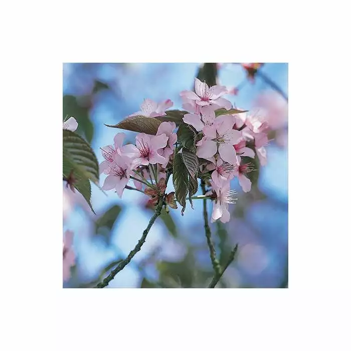 Prunus Sargentii | Cherry Blossom Tree | 9L Pot | 120-150cm 4 Prunus Sargentii | Cherry Blossom Tree | 9L Pot | 120-150cm - Image 2