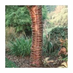 Prunus Serrula | Tibetan Cherry Blossom Tree | 9L Pot | 120-150cm Multi Stem -All Plants Sales Store TR01809L add image 3 542d