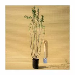 Prunus Serrula | Tibetan Cherry Blossom Tree | 9L Pot | 120-150cm Multi Stem -All Plants Sales Store TR01809L add image 4 be61