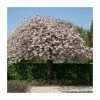 Prunus 'Shirofugen' | Cherry Blossom Tree | Bare Root | 120-150cm 1 Prunus 'Shirofugen' | Cherry Blossom Tree | Bare Root | 120-150cm -All Plants Sales Store TR0181BR main image cc41