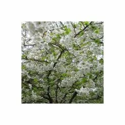 Prunus 'Shogetsu' | Blushing Bride | Cherry Blossom Tree | Bare Root | 120-150cm 10 Prunus 'Shogetsu' | Blushing Bride | Cherry Blossom Tree | Bare Root | 120-150cm -All Plants Sales Store TR0182BR add image 1 a3e1