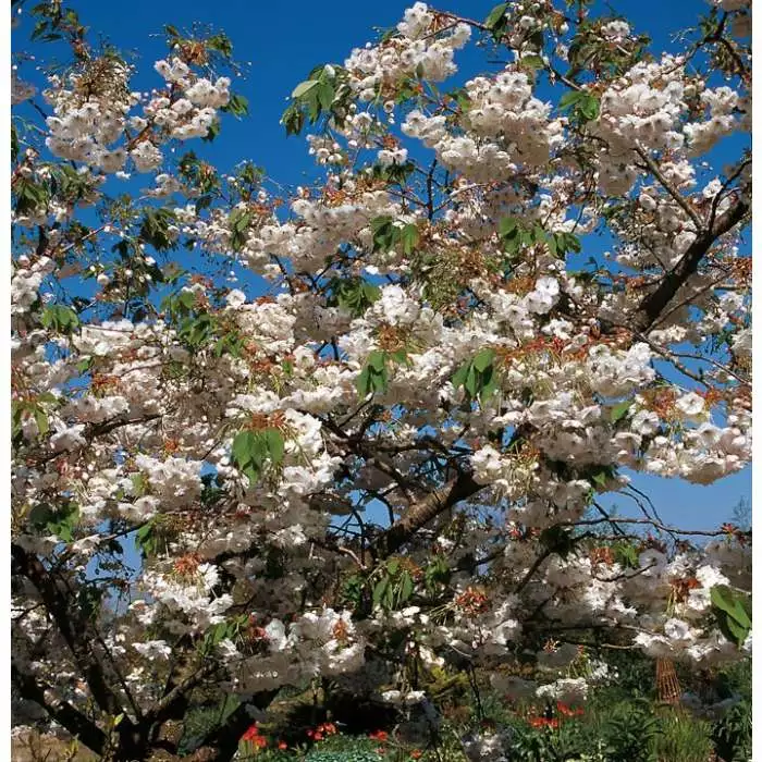 Prunus 'Shogetsu' | Blushing Bride | Cherry Blossom Tree | Bare Root | 120-150cm 7 Prunus 'Shogetsu' | Blushing Bride | Cherry Blossom Tree | Bare Root | 120-150cm - Image 5