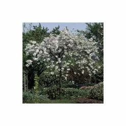 Prunus 'Shogetsu' | Blushing Bride | Cherry Blossom Tree | Bare Root | 120-150cm 13 Prunus 'Shogetsu' | Blushing Bride | Cherry Blossom Tree | Bare Root | 120-150cm -All Plants Sales Store TR0182BR add image 4 3630