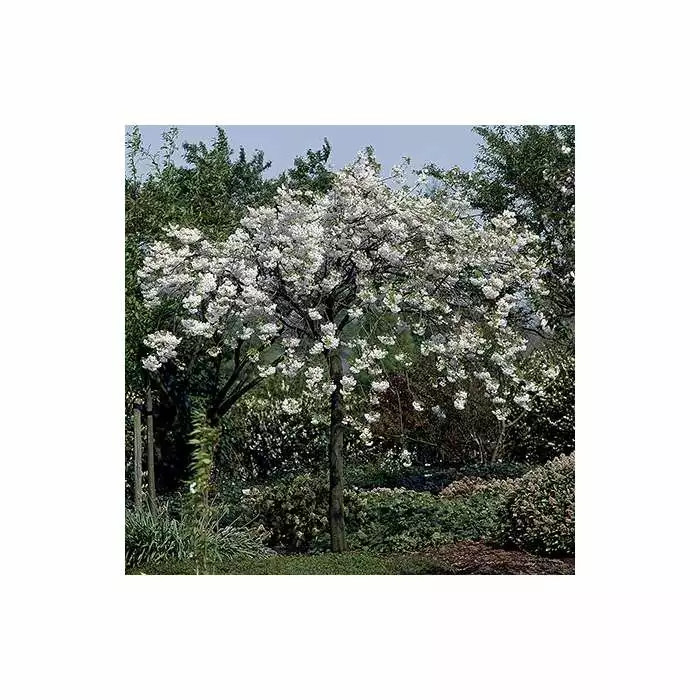 Prunus 'Shogetsu' | Blushing Bride | Cherry Blossom Tree | Bare Root | 120-150cm 8 Prunus 'Shogetsu' | Blushing Bride | Cherry Blossom Tree | Bare Root | 120-150cm - Image 6