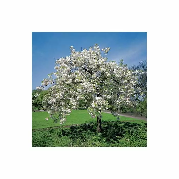 Prunus 'Shogetsu' | Blushing Bride | Cherry Blossom Tree | Bare Root | 120-150cm 3 Prunus 'Shogetsu' | Blushing Bride | Cherry Blossom Tree | Bare Root | 120-150cm