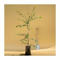 Prunus X Subhirtella 'Autumnalis Rosea' | Winter-flowering Cherry Blossom Tree | 9L Pot | 120-150cm -All Plants Sales Store TR01839L add image 1 c1bd