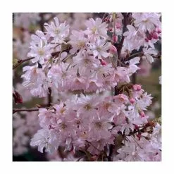Prunus X Subhirtella 'Autumnalis Rosea' | Winter-flowering Cherry Blossom Tree | Bare Root | 120-150cm -All Plants Sales Store TR0183BR rollover image 1e9a