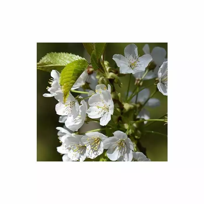Prunus 'Tai Haku' | Great White Cherry Blossom Tree | 9L Pot | 120-150cm 5 Prunus 'Tai Haku' | Great White Cherry Blossom Tree | 9L Pot | 120-150cm - Image 3