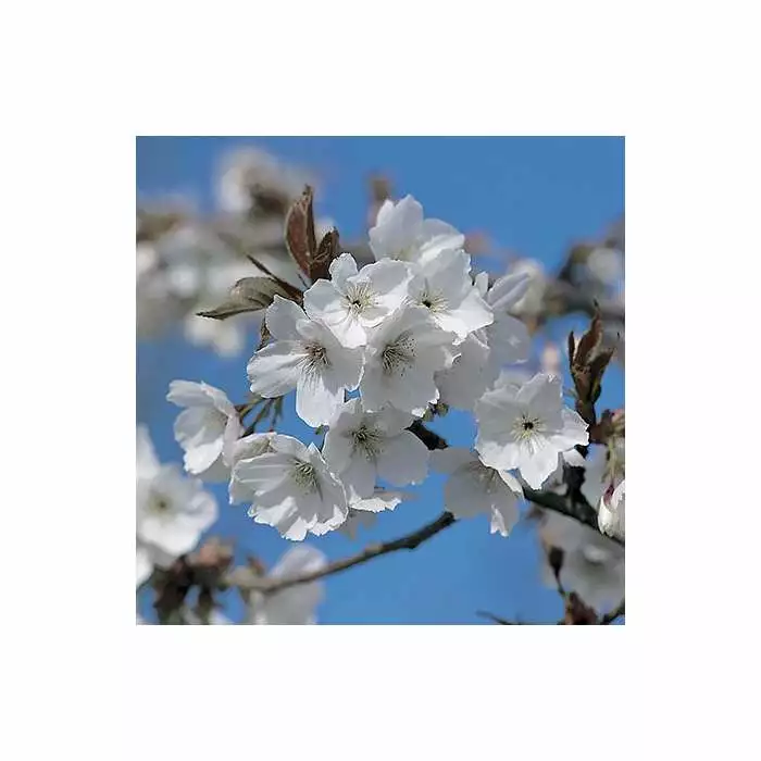 Prunus 'Tai Haku' | Great White Cherry Blossom Tree | 9L Pot | 120-150cm 4 Prunus 'Tai Haku' | Great White Cherry Blossom Tree | 9L Pot | 120-150cm - Image 2