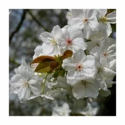 Prunus 'Tai Haku' | Great White Cherry Blossom Tree | Bare Root | 120-150cm -All Plants Sales Store TR0184BR add image 2 b8cc