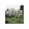 Prunus 'Tai Haku' | Great White Cherry Blossom Tree | Bare Root | 120-150cm -All Plants Sales Store TR0184BR main image 50b4