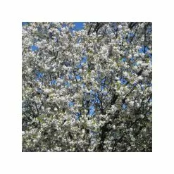 Prunus 'Umineko' | Cherry Blossom Tree | 9L Pot | 120-150cm 9 Prunus 'Umineko' | Cherry Blossom Tree | 9L Pot | 120-150cm -All Plants Sales Store TR01859L add image 1 1233