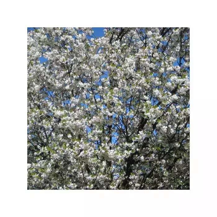 Prunus 'Umineko' | Cherry Blossom Tree | 9L Pot | 120-150cm 5 Prunus 'Umineko' | Cherry Blossom Tree | 9L Pot | 120-150cm - Image 3