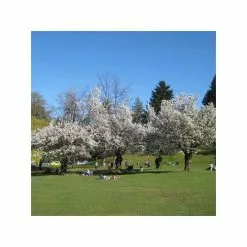 Prunus 'Umineko' | Cherry Blossom Tree | 9L Pot | 120-150cm 10 Prunus 'Umineko' | Cherry Blossom Tree | 9L Pot | 120-150cm -All Plants Sales Store TR01859L add image 2 115d