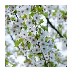 Prunus 'Umineko' | Cherry Blossom Tree | 9L Pot | 120-150cm 11 Prunus 'Umineko' | Cherry Blossom Tree | 9L Pot | 120-150cm -All Plants Sales Store TR01859L add image 3 2208