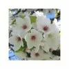 Prunus 'Umineko' | Cherry Blossom Tree | 9L Pot | 120-150cm 2 Prunus 'Umineko' | Cherry Blossom Tree | 9L Pot | 120-150cm -All Plants Sales Store TR01859L main image f67f