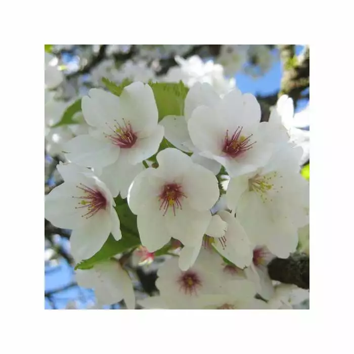 Prunus 'Umineko' | Cherry Blossom Tree | 9L Pot | 120-150cm 3 Prunus 'Umineko' | Cherry Blossom Tree | 9L Pot | 120-150cm