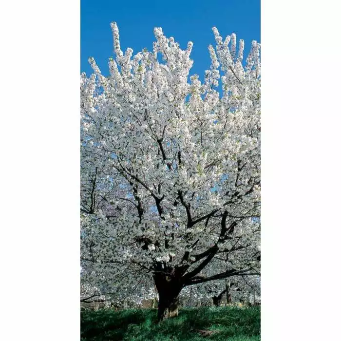 Prunus 'Umineko' | Cherry Blossom Tree | 9L Pot | 120-150cm 4 Prunus 'Umineko' | Cherry Blossom Tree | 9L Pot | 120-150cm - Image 2