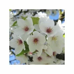 Prunus 'Umineko' | Cherry Blossom Tree | Bare Root | 120-150cm